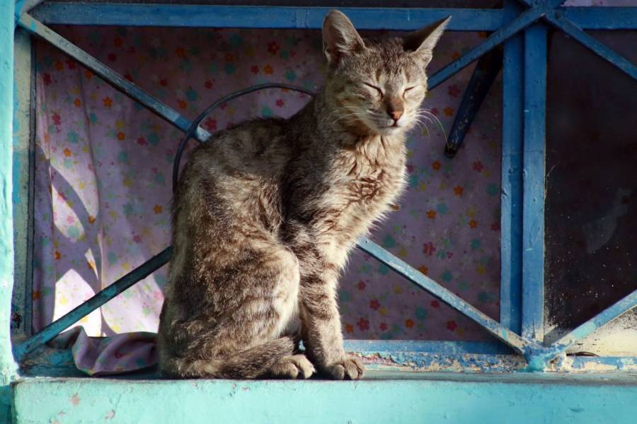 En Chicago liberan a cientos de gatos para acabar con plaga de ratones