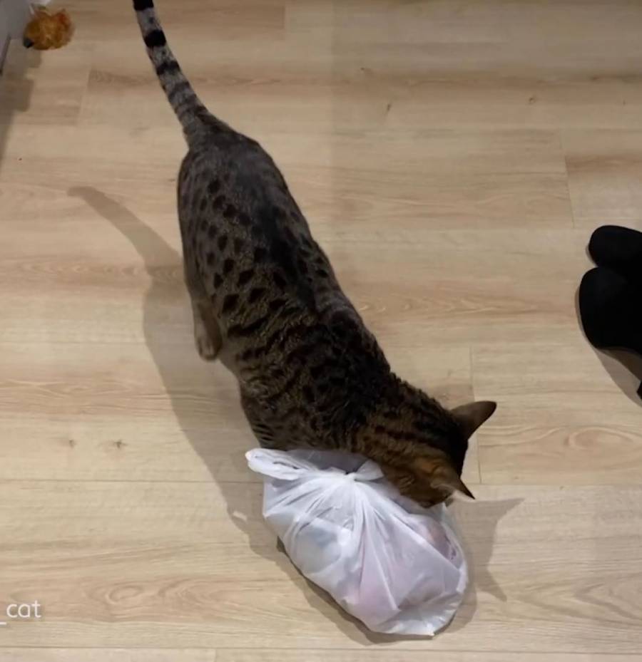 ¡Con las patas en la masa! Gatito roba “disimuladamente” una bolsa de costillas