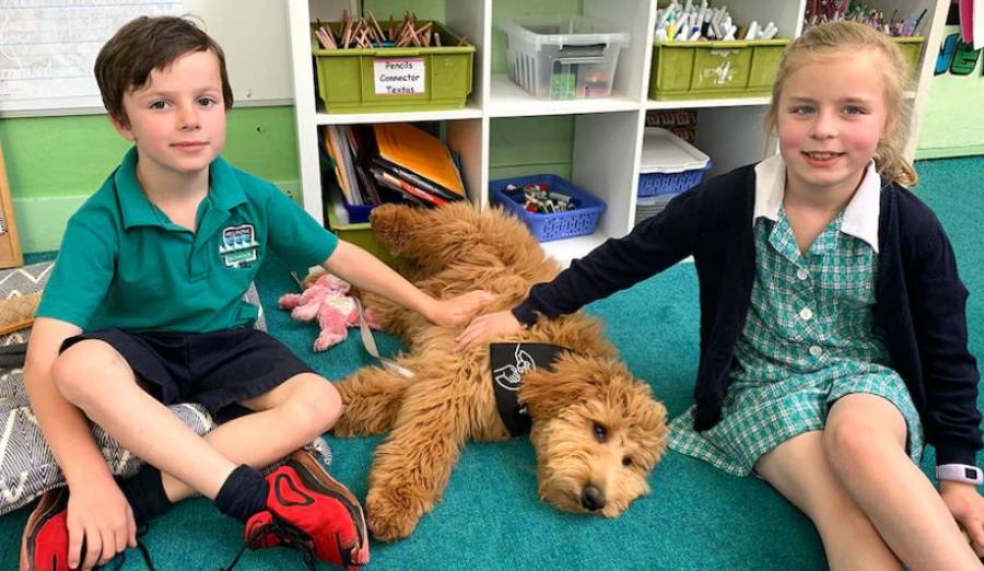 Perros ayudan a combatir el estrés en estudiantes y mejorar sus habilidades cognitivas
