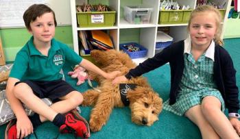 Perros ayudan a combatir el estr&eacute;s en estudiantes y mejorar sus habilidades cognitivas