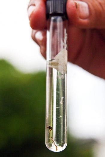 Investigadores aseguran que existe relaci&oacute;n entre el COVID-19 y el dengue