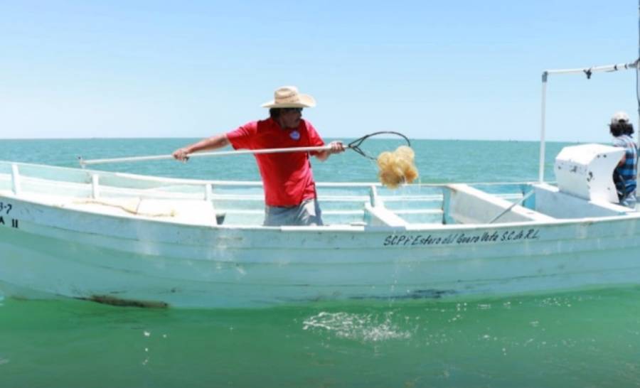 Conapesca y Cofepris, buscan certificación de plantas procesadoras de medusa bola de cañón