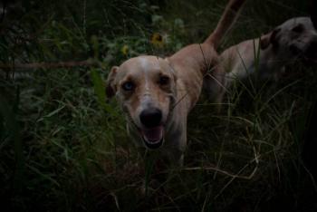 Festival culinario de Miami contar&aacute; con apoyo de perros detectores de Covid-19