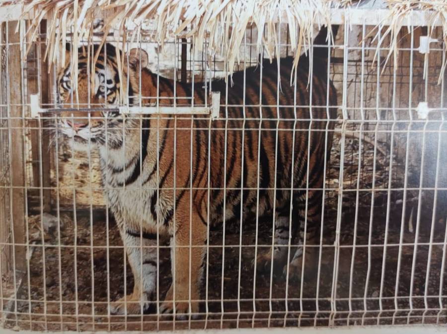 Durante operativo FGR logra asegurar animales ex&oacute;ticos en Zapopan, Jalisco