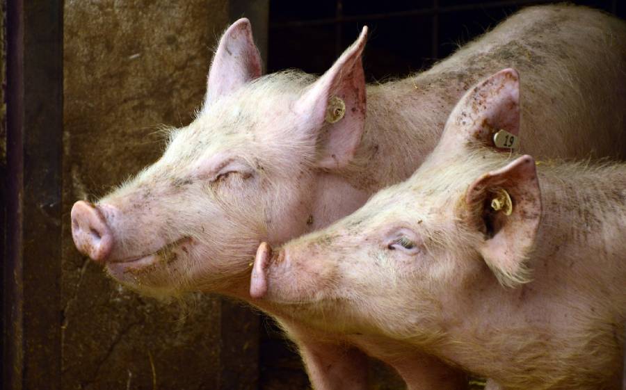 Profepa clausuró cuatro granjas de cerdos en Yucatán