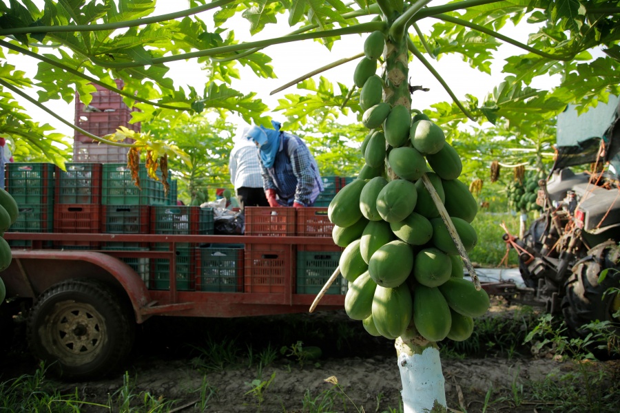 M&eacute;xico, principal exportador de papaya en el mundo: Agricultura
