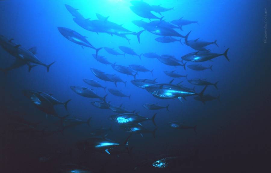 Establece Agricultura volumen de captura para atún aleta azul durante 2021