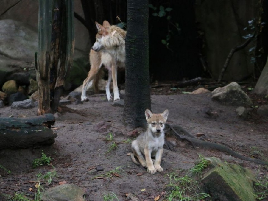 Nace camada de lobos mexicanos en el Zoológico de Chapultepec