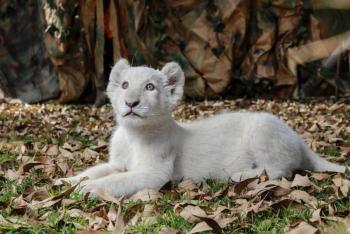 Leona fallece en zool&oacute;gico de la India por Covid-19; reportan m&aacute;s animales contagiados