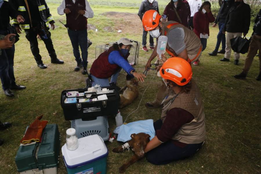 Video: Perritos que cayeron en socavón de Puebla son rescatados