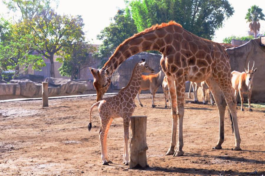 En Zoológico de San Juan de Aragón nace una pequeña jirafa