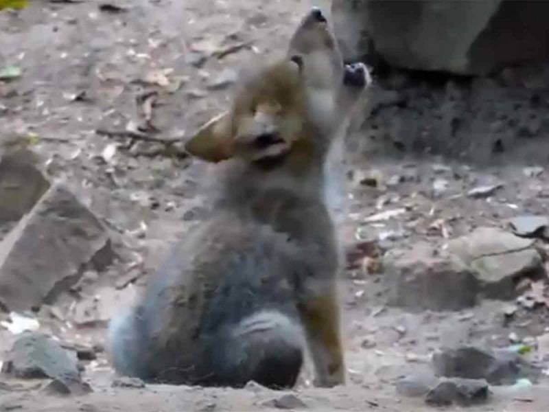 Video: Tierno lobito mexicano practica sus aullidos en Zoológico de Chapultepec