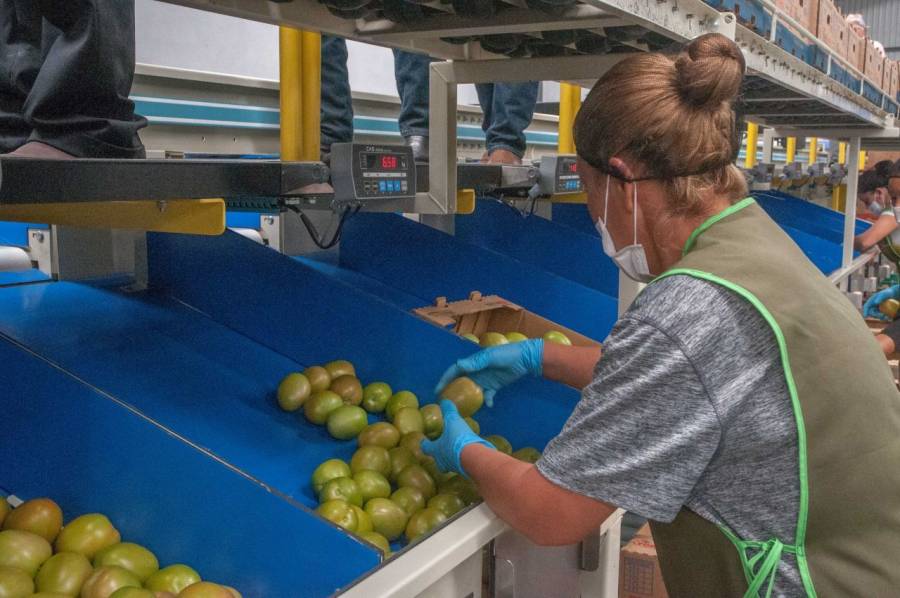 Promueven proyectos agrícolas enfocados en pequeños y medianos productores