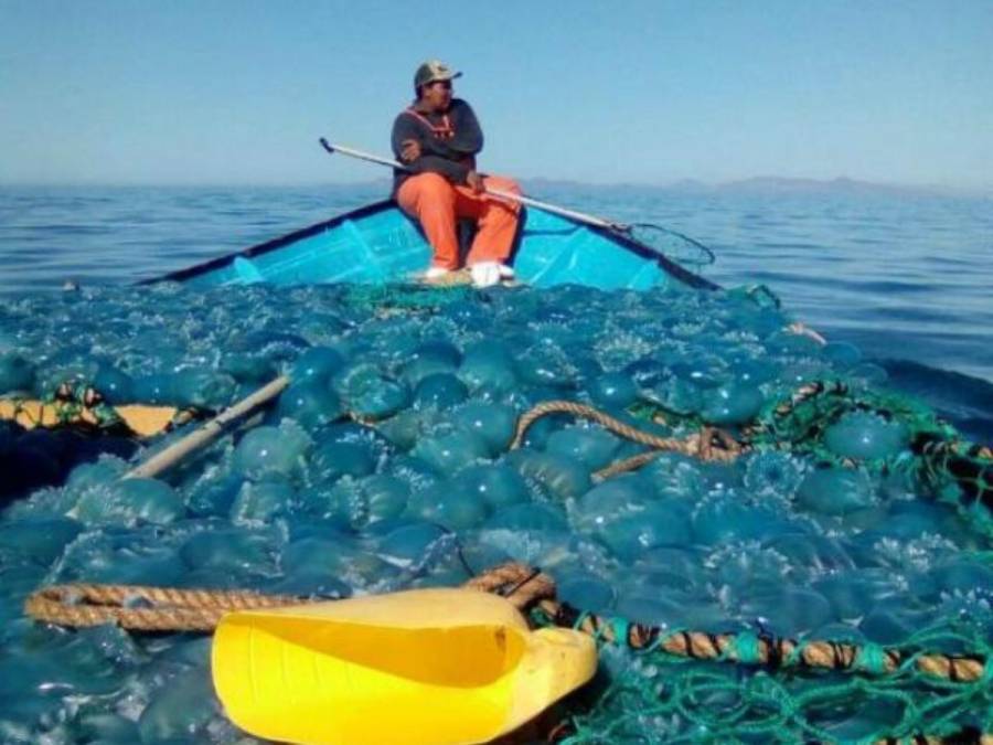 Ante embargo camaronero, la alternativa es exportar medusa: Narro C&eacute;spedes