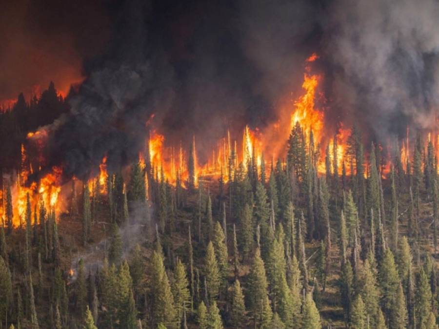 Arde Siberia a causa de incendios forestales