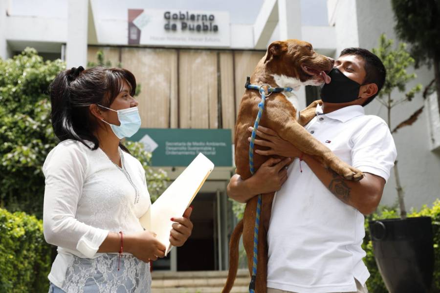 Uno de los perritos que cayó al socavón de Puebla, ya está con su familia