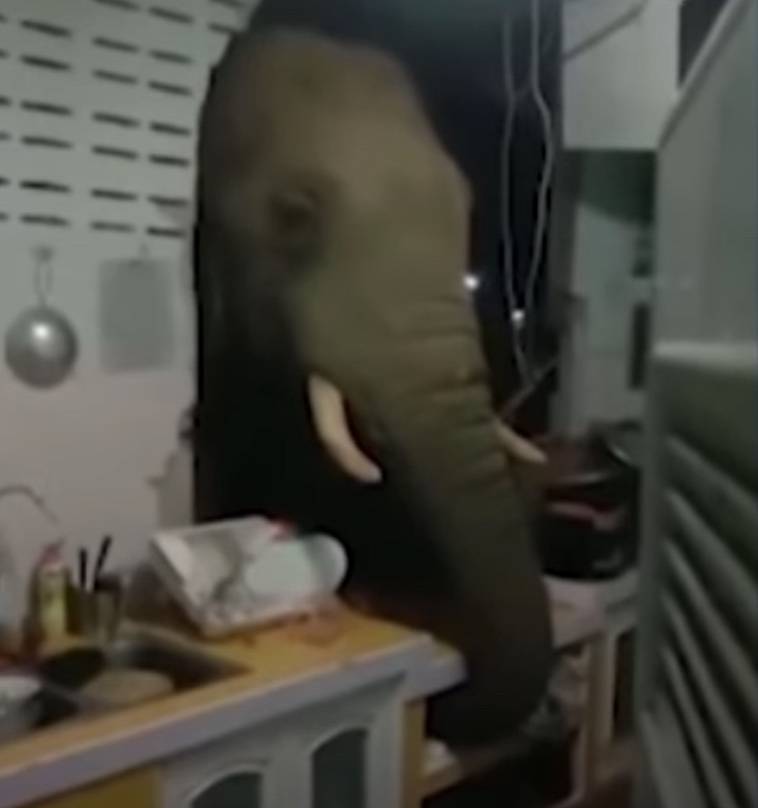 Elefante hambriento derriba la pared de una casa para comerse el arroz