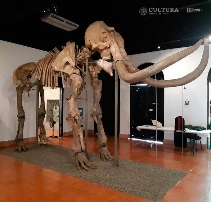 “Mamut de Ecatepec” es exhibido en Museo de Antropología e Historia de Toluca