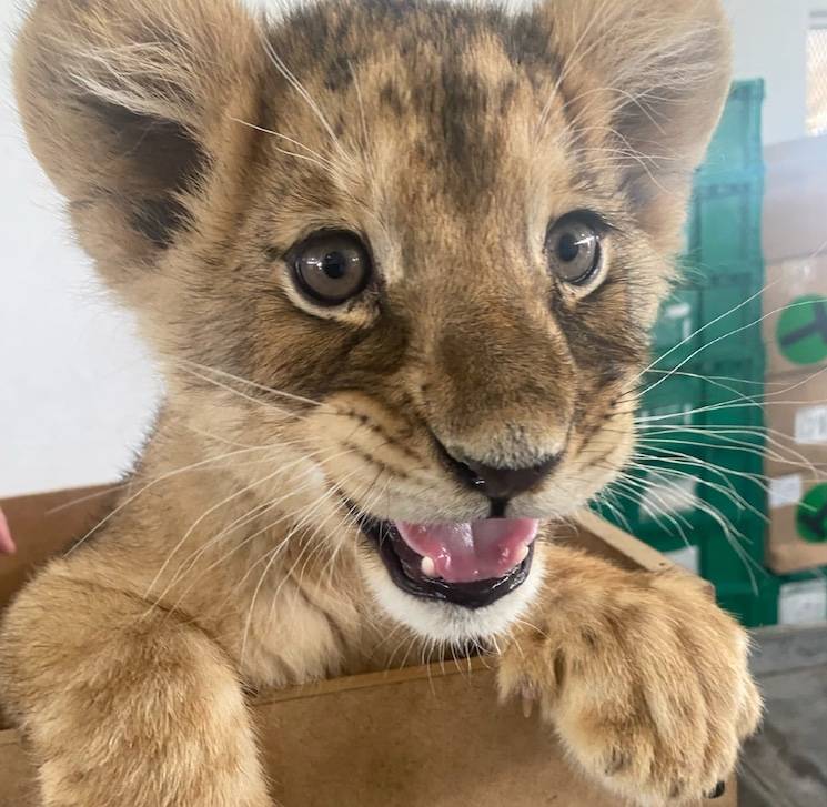 Guardia Nacional asegura a cachorra de le&oacute;n africano en aeropuerto de Ciudad Ju&aacute;rez