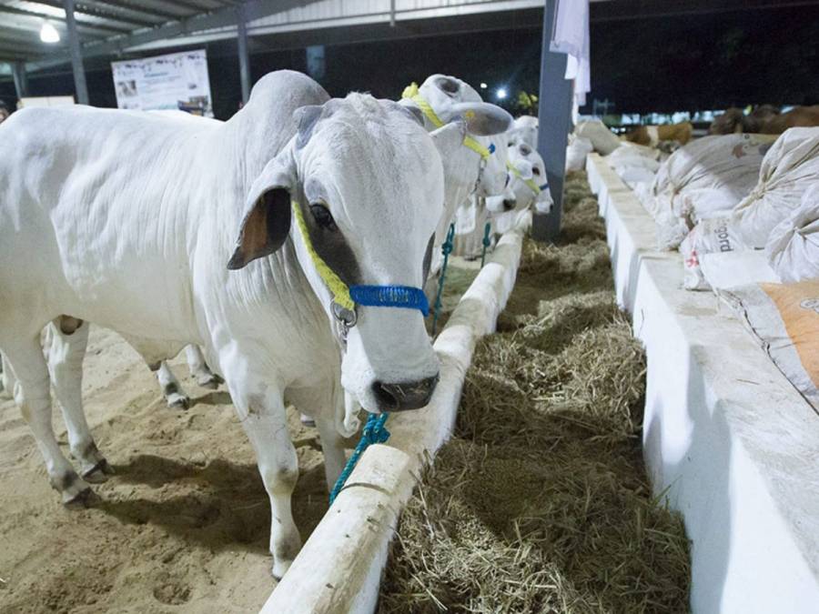 Registro máximo en producción de carne bovina en 2020: Agricultura