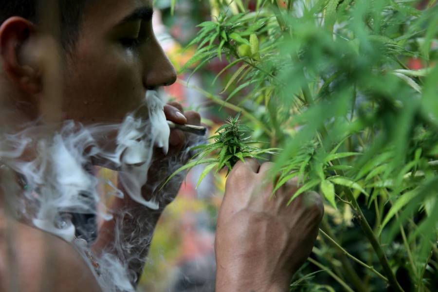 Mariguana sigue sin poderse fumar en la calle, ni comprarse, tras resolución de SCJN