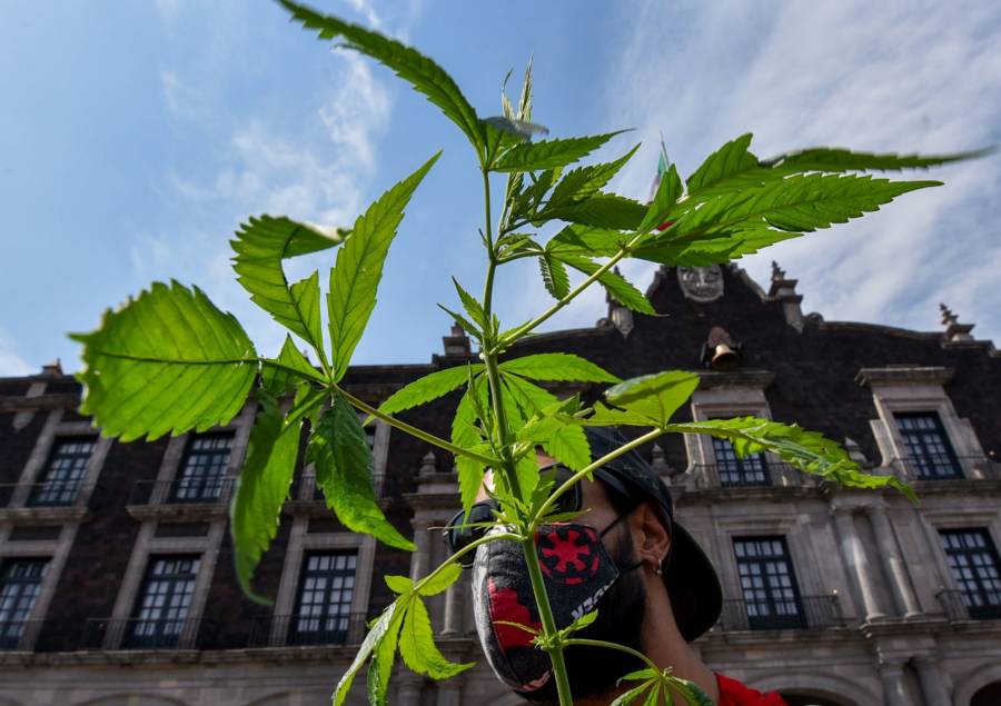 INAI pide a Cofepris difundir normas vigentes sobre uso de la cannabis