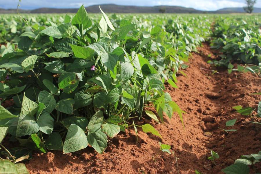 Agricultura apoyará a productores de Durango y Zacatecas con semilla certificada de frijol y grano