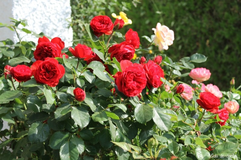 Agricultura promueve el mejoramiento de 10 grupos de familias de plantas ornamentales