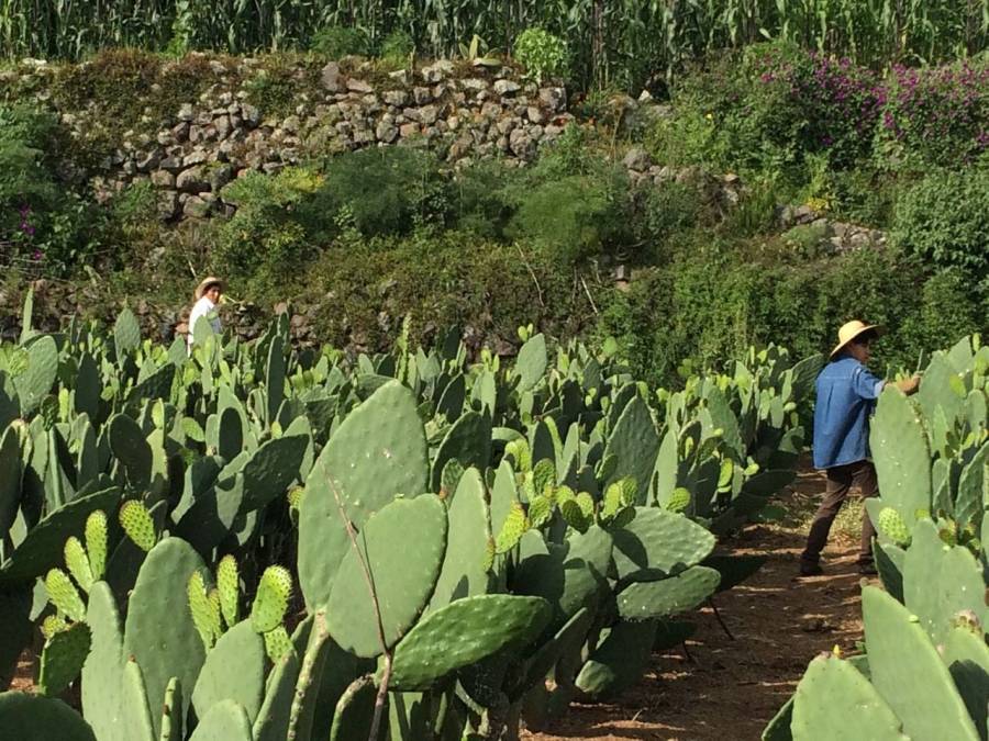 Impulsan proyectos familiares de producción de nopal