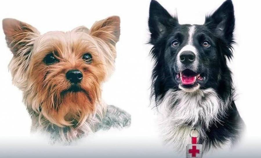 Arrestan a presunto asesino de Athos y Tango, perros rescatistas de Quer&eacute;taro