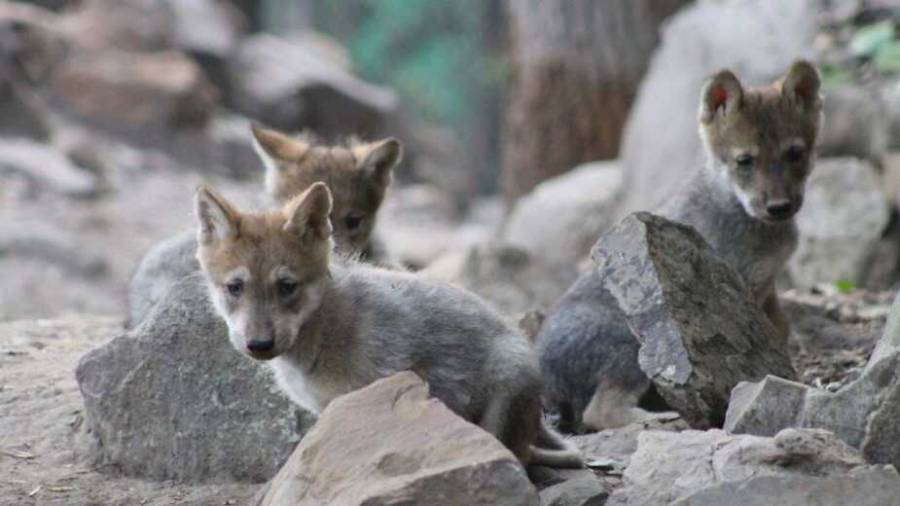 Celebró zoológico de Chapultepec 98 años de historia