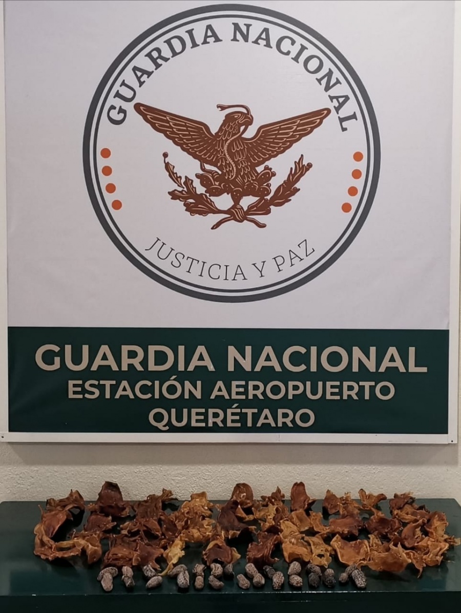 Decomisa Guardia Nacional especies en veda