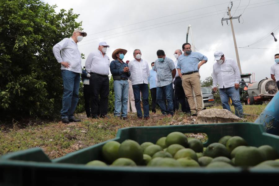Sur sureste puede ser potencia productora de alimentos para México y el mundo: Agricultura