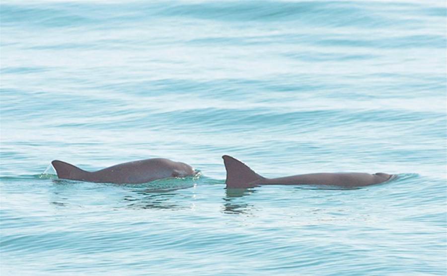 Publican nuevas normas para la pesca en zona de la vaquita marina