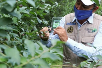 Berries mexicanas, el caso de &eacute;xito de Puebla