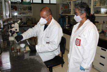 IPN comprueba que papa morada previene afecciones cardiovasculares