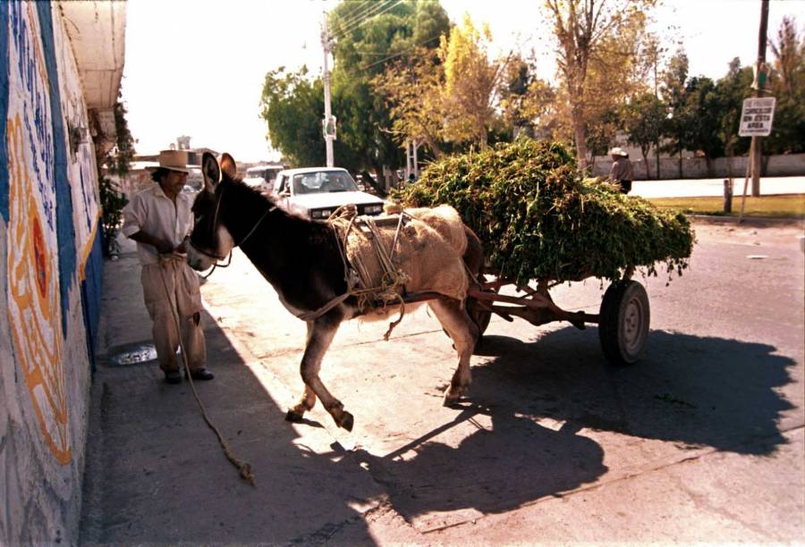 Denuncian alza en el precio de la alfalfa en BCS