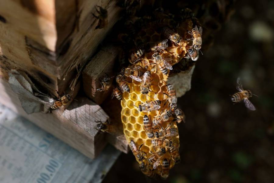 Ricardo Monreal: Abejas, vitales en el desarrollo sostenible