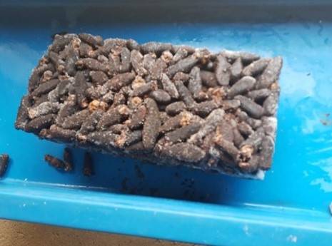 Aseguran m&aacute;s de una tonelada de productos pesqueros en Tijuana y Ensenada, Baja California
