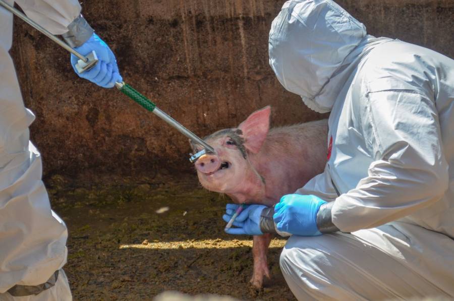 Alertan a M&eacute;xico y Centroam&eacute;rica por brote de peste porcina africana