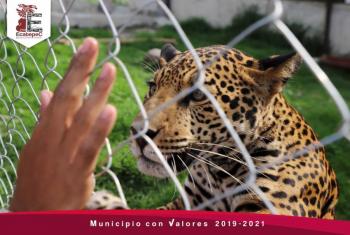 Ecatepec: Inauguran hábitat que preservará al jaguar mexicano