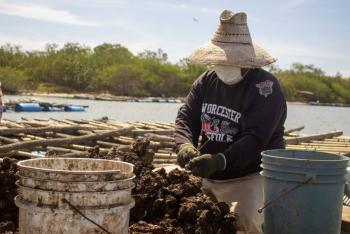 Agricultura: Ostras y ostiones, fuente de vitaminas y minerales disponible casi todo el a&ntilde;o