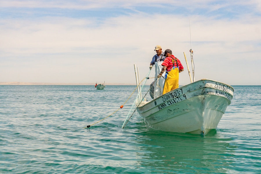 Inicia la temporada de captura de diversas especies marinas: Agricultura
