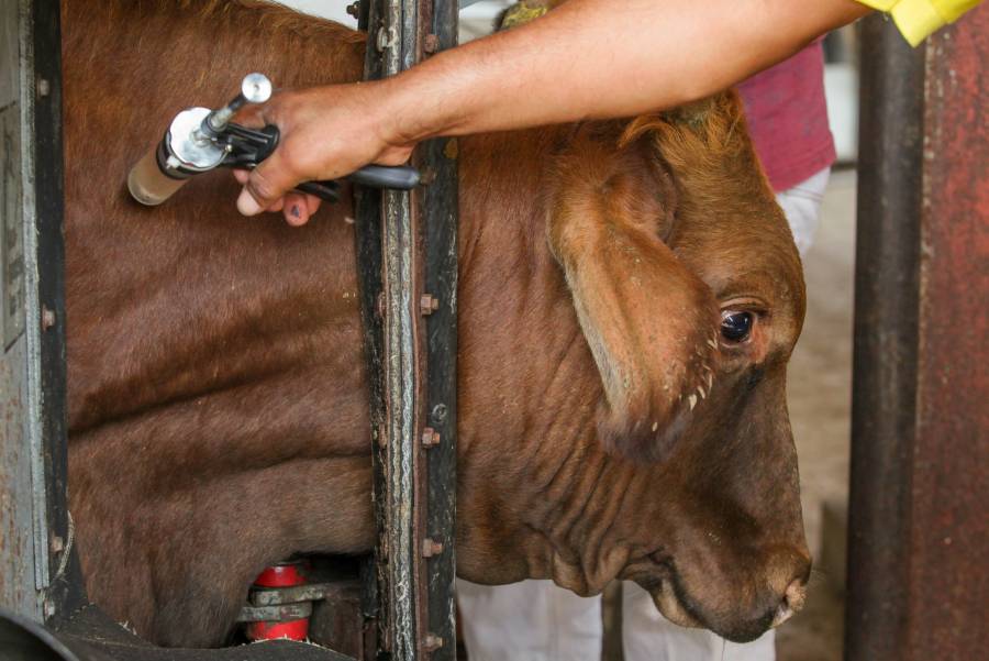 Agricultura capacita a más de dos mil médicos veterinarios para identificar enfermedades exóticas de los animales