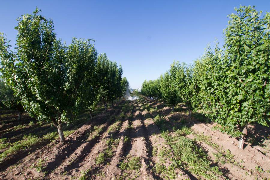 México, EEUU y Canadá se unen para enfrentar efectos del cambio climático en la agricultura