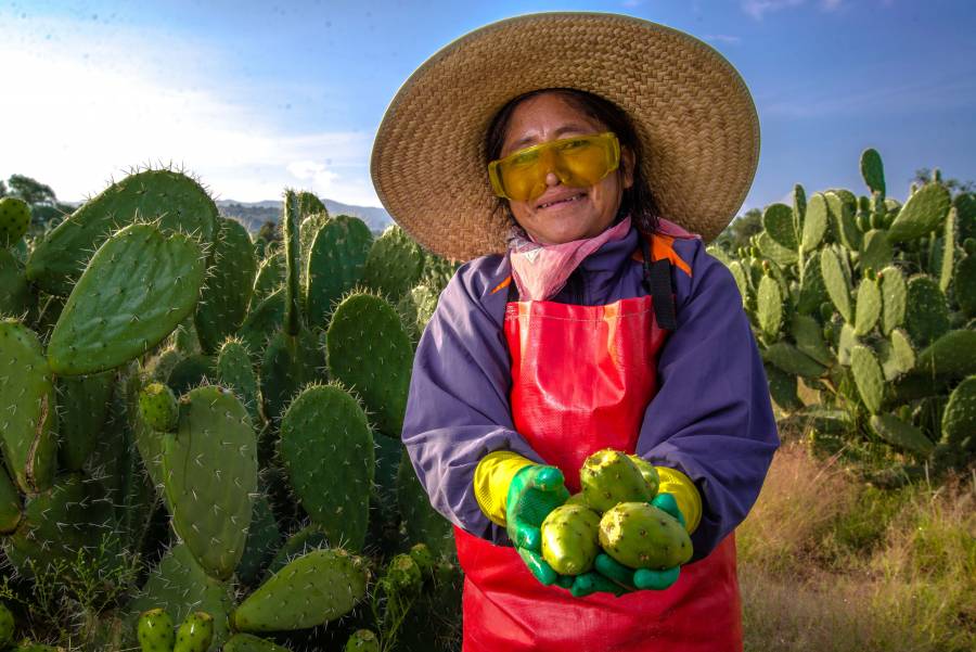 Aumenta producción de tuna en 2020, fruta de temporada y benéfica para la salud