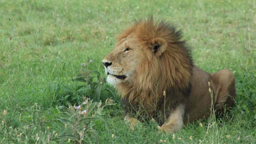 En una reserva natural de Tanzania, leones matan a 3 niños