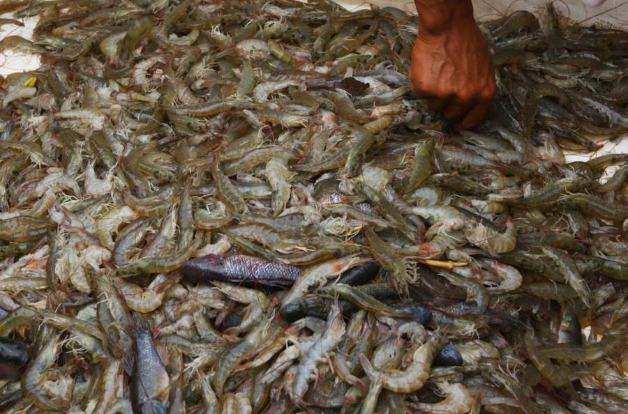 México pide a EEUU levantar el embargo a pesca ribereña de camarón