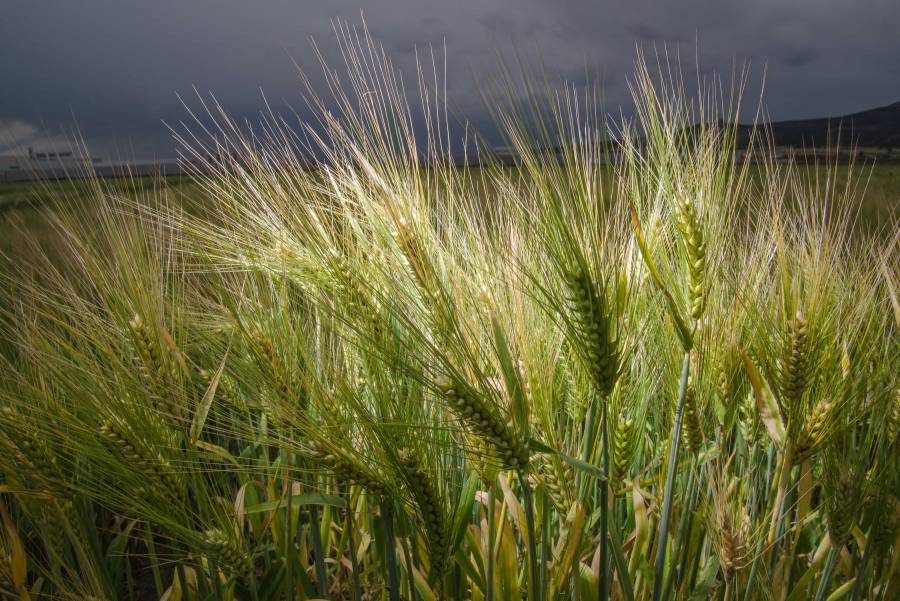 Cerveza mexicana, principal producto agroindustrial de exportación nacional
