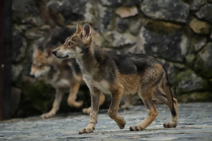 En el EdoMex nacen cachorros de lobo gris mexicano